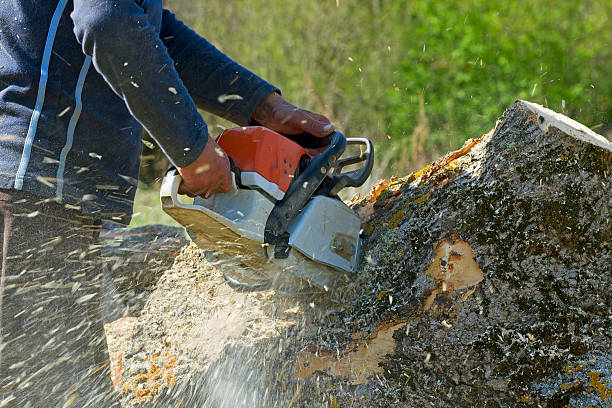 Tree Root Removal in Ardmore, AL